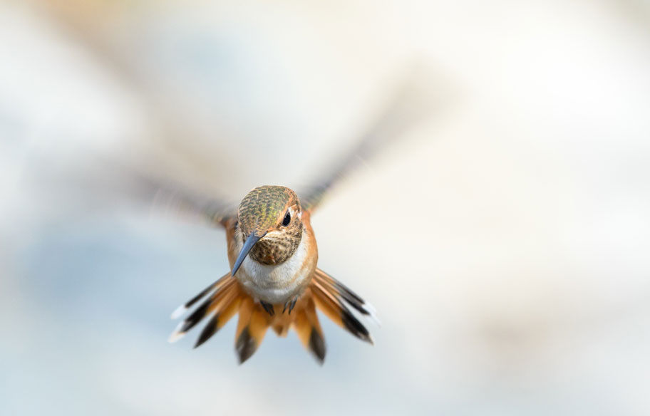 Kolibri in der Luft