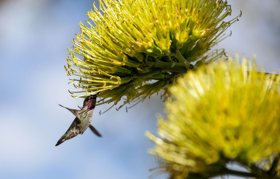 Kolibri hinter Blume